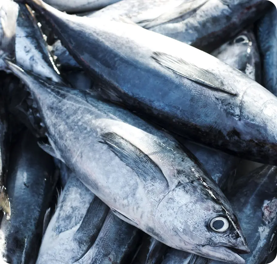 PELAGIC FISH