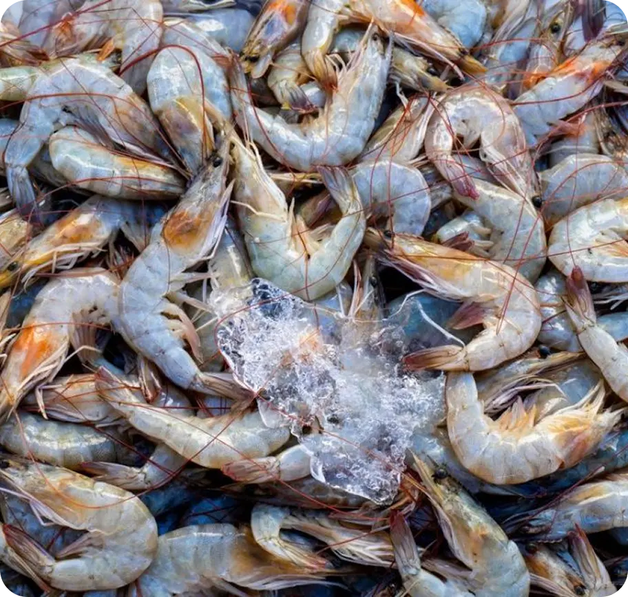 SHRIMP