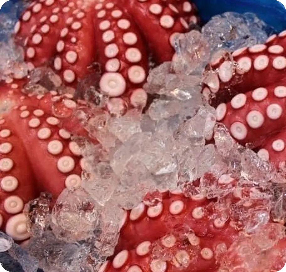 SQUID